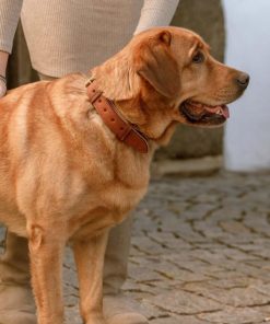 Helensaxon.shop725033470d 3